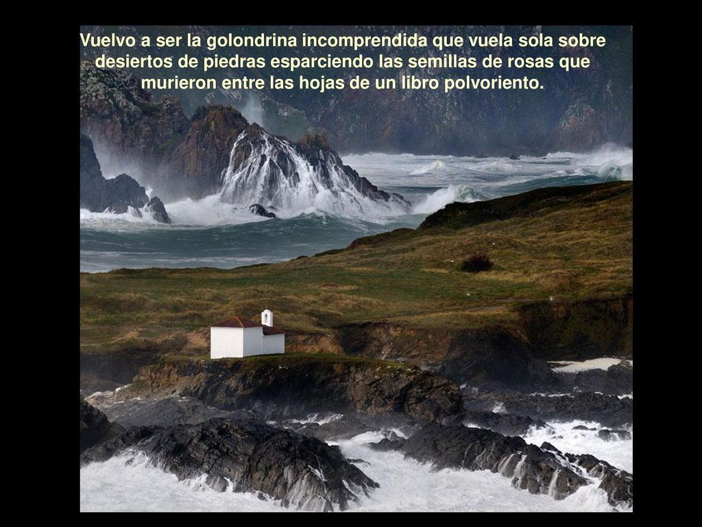 Vuelvo a ser la golondrina incomprendida que vuela sola sobre desiertos de piedras esparciendo las semillas de rosas que murieron entre las hojas de un libro polvoriento.
