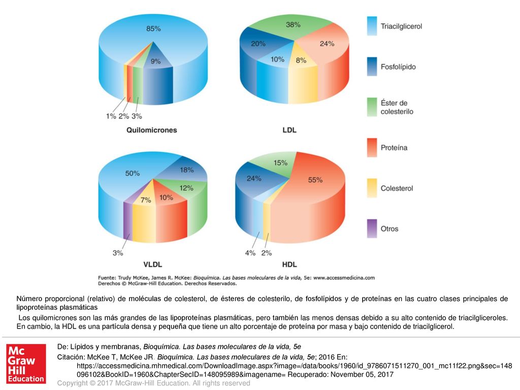 Los quilomicrones son las más grandes de las lipoproteínas plasmáticas, pero también las menos densas debido a su alto contenido de triacilgliceroles. En cambio, la HDL es una partícula densa y pequeña que tiene un alto porcentaje de proteína por masa y bajo contenido de triacilglicerol.