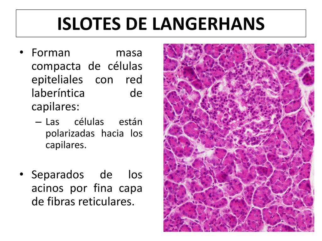 ISLOTES DE LANGERHANS Forman masa compacta de células epiteliales con red laberíntica de capilares: