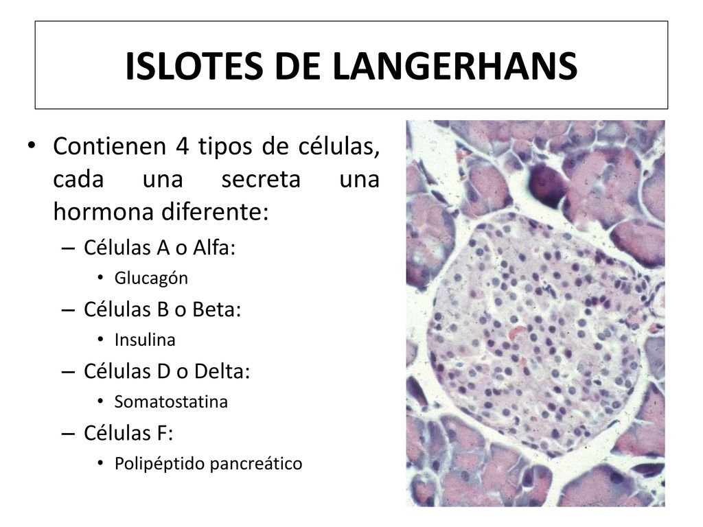 ISLOTES DE LANGERHANS Contienen 4 tipos de células, cada una secreta una hormona diferente: Células A o Alfa:
