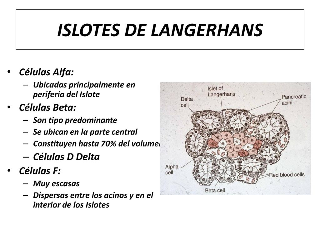 ISLOTES DE LANGERHANS Células Alfa: Células Beta: Células D Delta