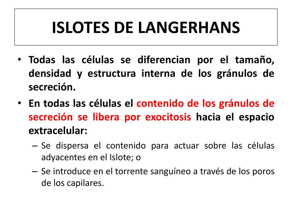 ISLOTES DE LANGERHANS Todas las células se diferencian por el tamaño, densidad y estructura interna de los gránulos de secreción.