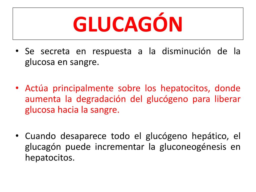 GLUCAGÓN Se secreta en respuesta a la disminución de la glucosa en sangre.