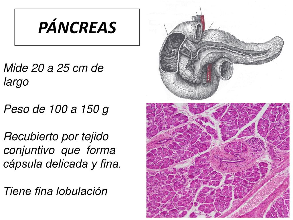 PÁNCREAS Mide 20 a 25 cm de largo Peso de 100 a 150 g