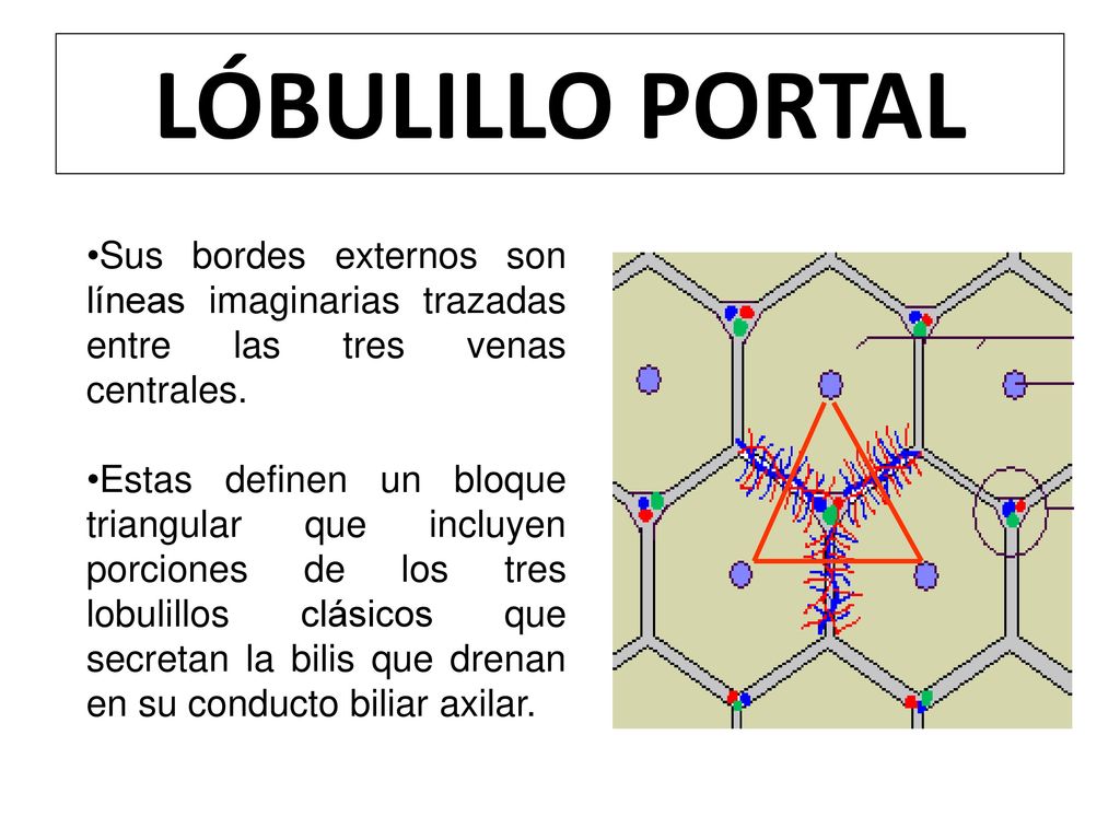 LÓBULILLO PORTAL Sus bordes externos son líneas imaginarias trazadas entre las tres venas centrales.