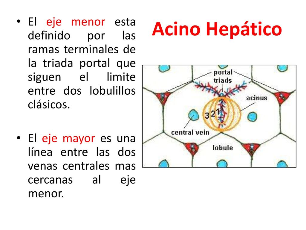 Acino Hepático El eje menor esta definido por las ramas terminales de la triada portal que siguen el limite entre dos lobulillos clásicos.