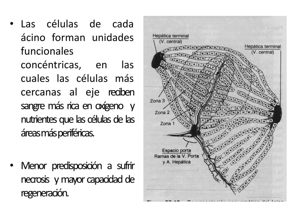 Las células de cada ácino forman unidades funcionales concéntricas, en las cuales las células más cercanas al eje reciben sangre más rica en oxígeno y nutrientes que las células de las áreas más periféricas.