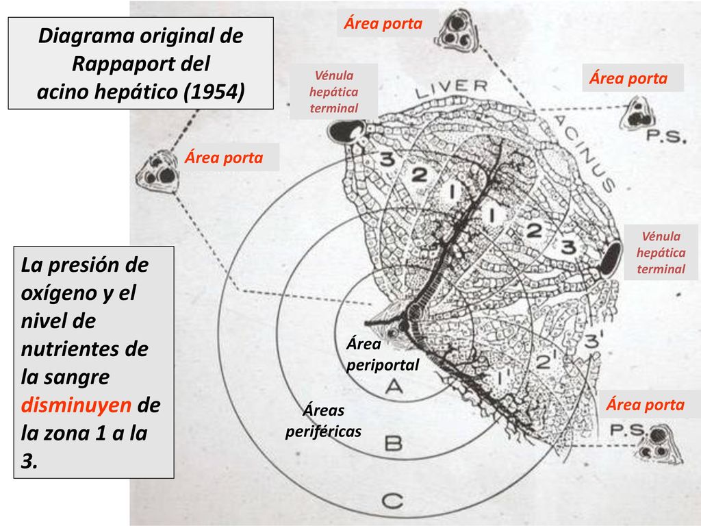 Diagrama original de Rappaport del acino hepático (1954)