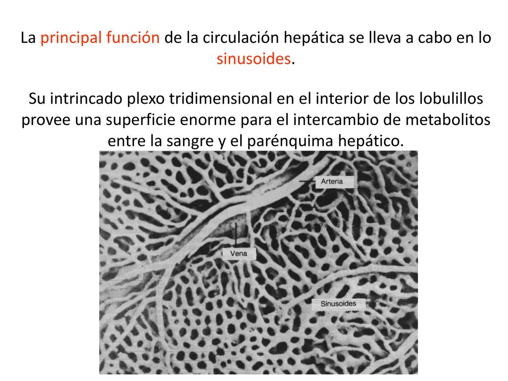 La principal función de la circulación hepática se lleva a cabo en lo sinusoides.
