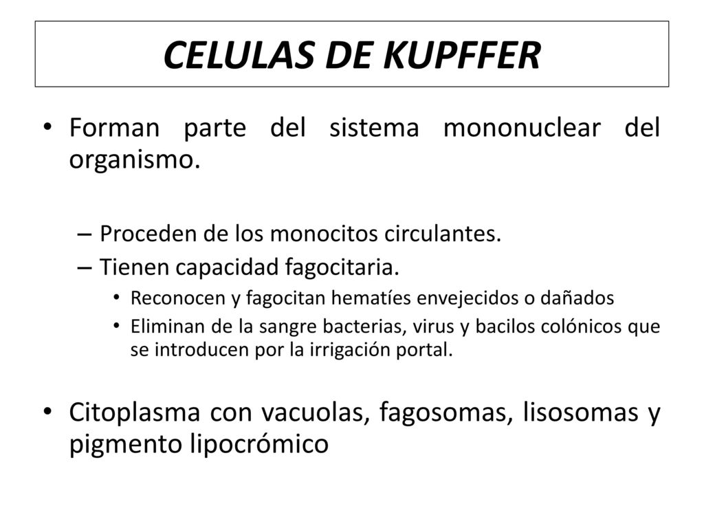 CELULAS DE KUPFFER Forman parte del sistema mononuclear del organismo.