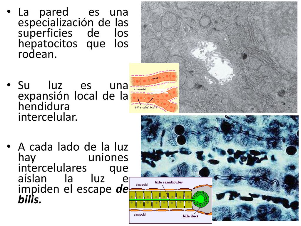 La pared es una especialización de las superficies de los hepatocitos que los rodean.