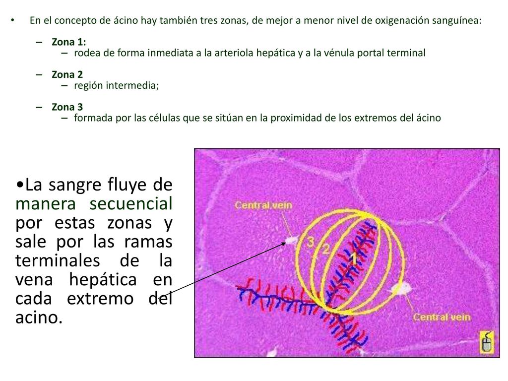 En el concepto de ácino hay también tres zonas, de mejor a menor nivel de oxigenación sanguínea: