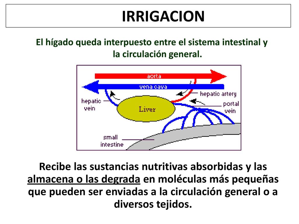 IRRIGACION El hígado queda interpuesto entre el sistema intestinal y la circulación general.