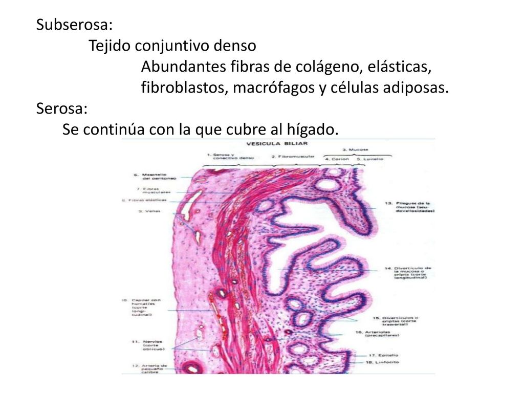 Subserosa: Tejido conjuntivo denso. Abundantes fibras de colágeno, elásticas, fibroblastos, macrófagos y células adiposas.