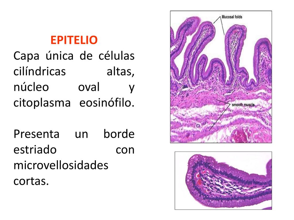EPITELIO Capa única de células cilíndricas altas, núcleo oval y citoplasma eosinófilo.