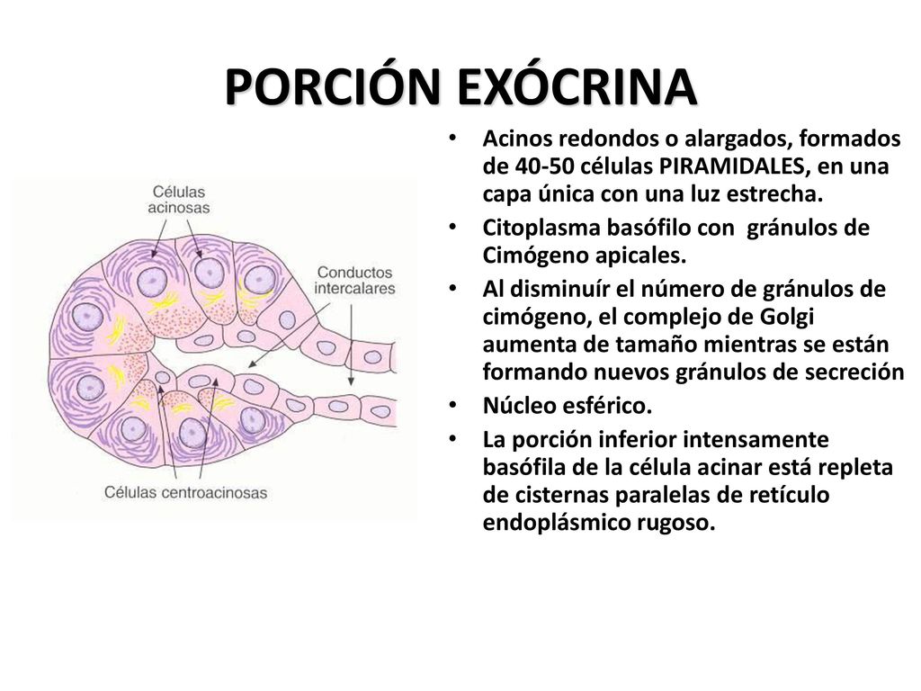 PORCIÓN EXÓCRINA Acinos redondos o alargados, formados de células PIRAMIDALES, en una capa única con una luz estrecha.