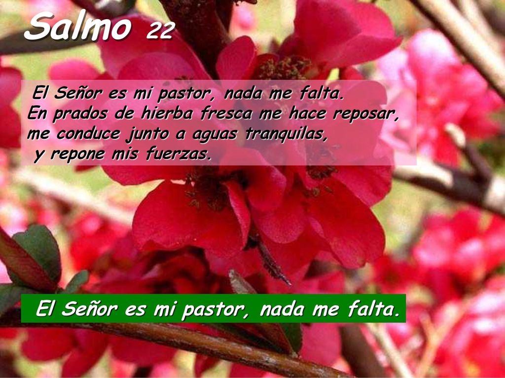 Salmo 22 El Señor es mi pastor, nada me falta.