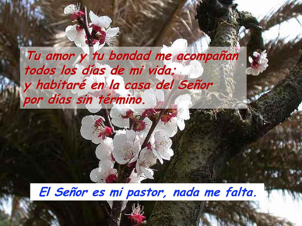 El Señor es mi pastor, nada me falta.