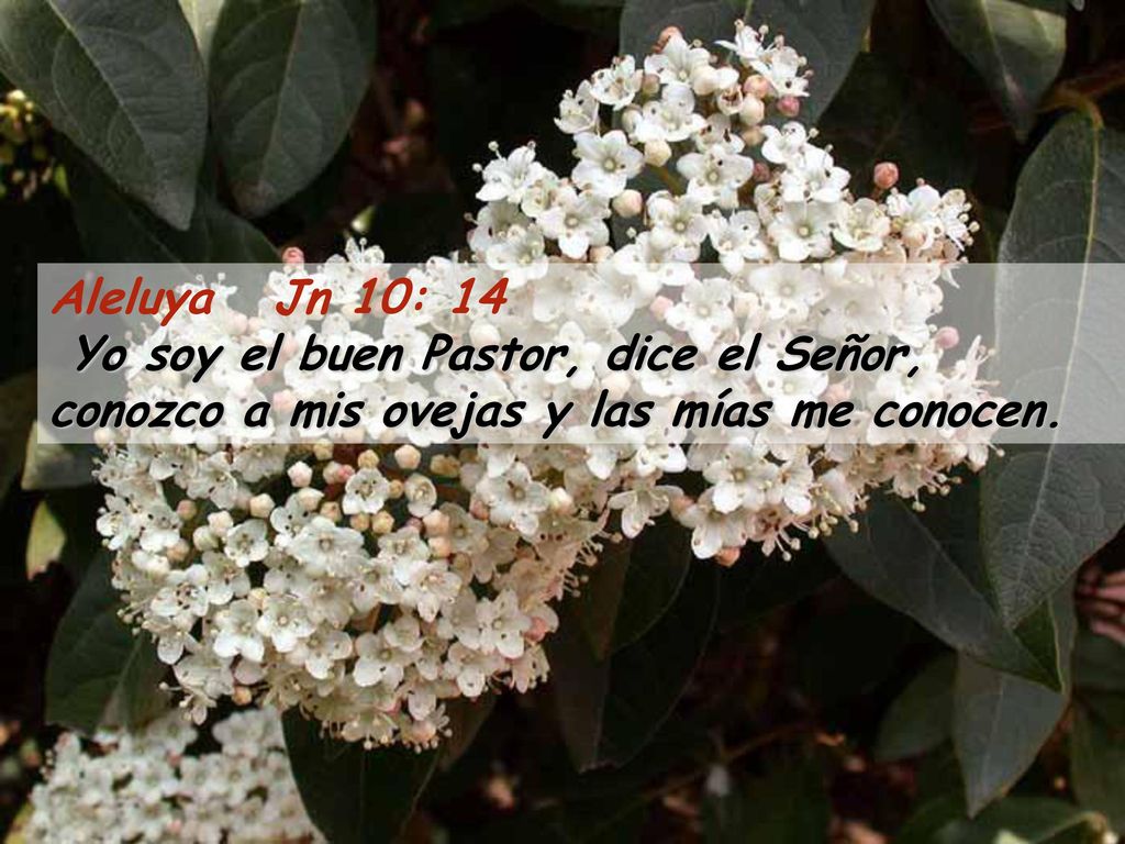 Aleluya Jn 10: 14 Yo soy el buen Pastor, dice el Señor, conozco a mis ovejas y las mías me conocen.