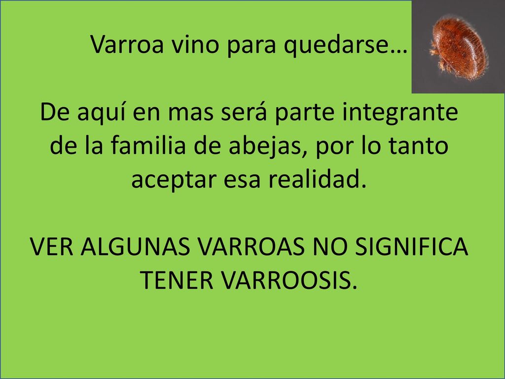 Varroa vino para quedarse… De aquí en mas será parte integrante de la familia de abejas, por lo tanto aceptar esa realidad.