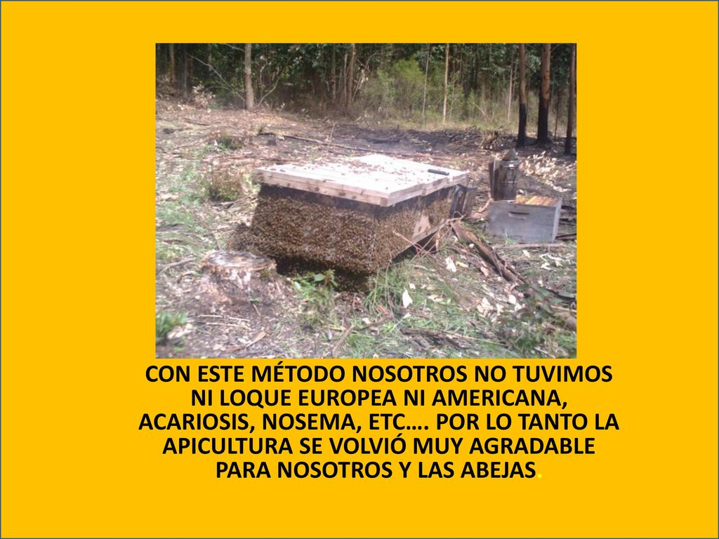 CON ESTE MÉTODO NOSOTROS NO TUVIMOS NI LOQUE EUROPEA NI AMERICANA, ACARIOSIS, NOSEMA, ETC….
