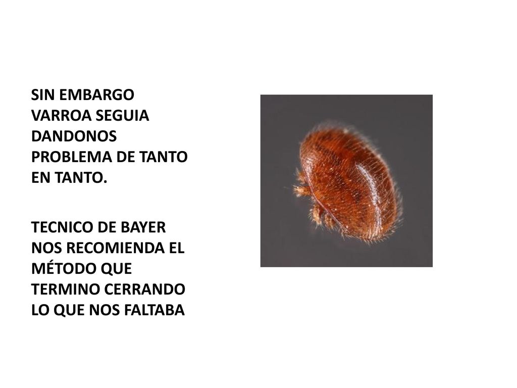 SIN EMBARGO VARROA SEGUIA DANDONOS PROBLEMA DE TANTO EN TANTO.