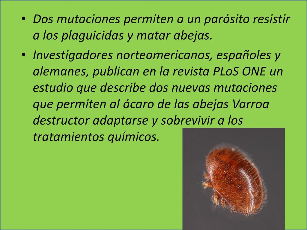 Dos mutaciones permiten a un parásito resistir a los plaguicidas y matar abejas.