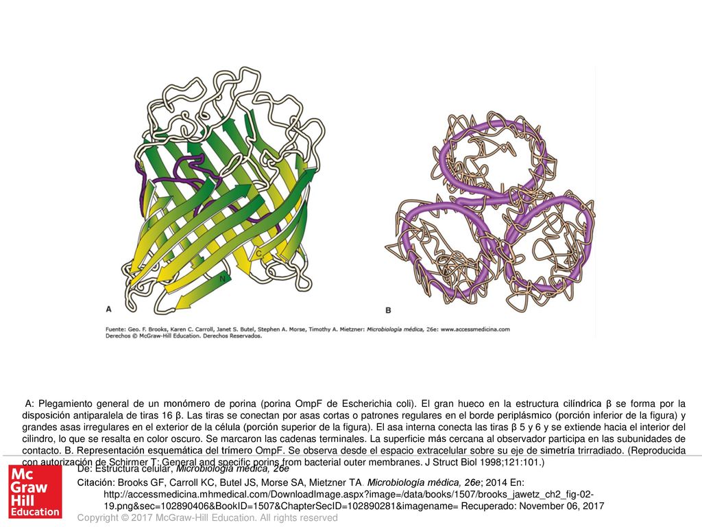 A: Plegamiento general de un monómero de porina (porina OmpF de Escherichia coli). El gran hueco en la estructura cilíndrica β se forma por la disposición antiparalela de tiras 16 β. Las tiras se conectan por asas cortas o patrones regulares en el borde periplásmico (porción inferior de la figura) y grandes asas irregulares en el exterior de la célula (porción superior de la figura). El asa interna conecta las tiras β 5 y 6 y se extiende hacia el interior del cilindro, lo que se resalta en color oscuro. Se marcaron las cadenas terminales. La superficie más cercana al observador participa en las subunidades de contacto. B. Representación esquemática del trímero OmpF. Se observa desde el espacio extracelular sobre su eje de simetría trirradiado. (Reproducida con autorización de Schirmer T: General and specific porins from bacterial outer membranes. J Struct Biol 1998;121:101.)