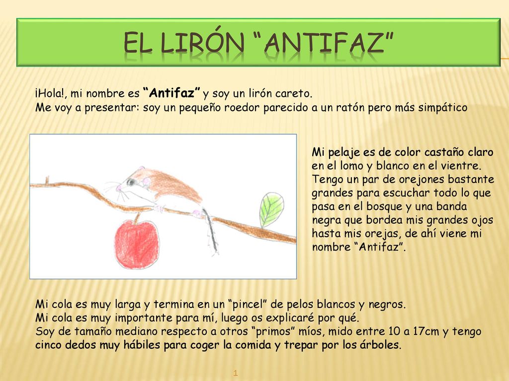 El lirón Antifaz ¡Hola!, mi nombre es Antifaz y soy un lirón careto.