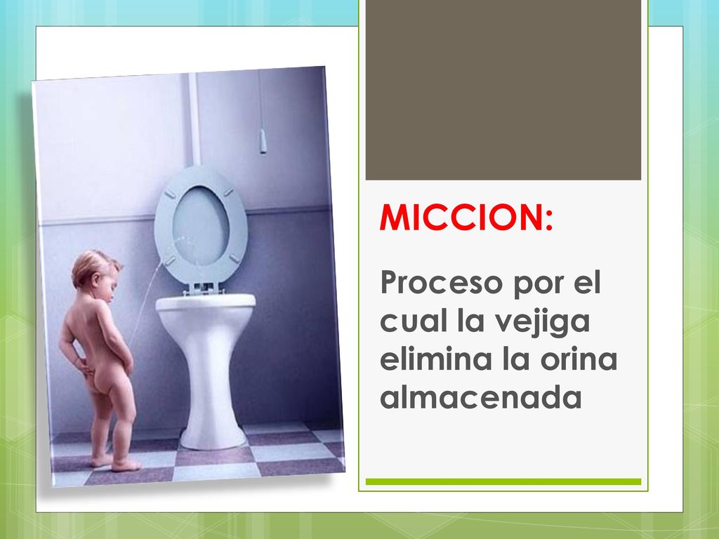 Proceso por el cual la vejiga elimina la orina almacenada