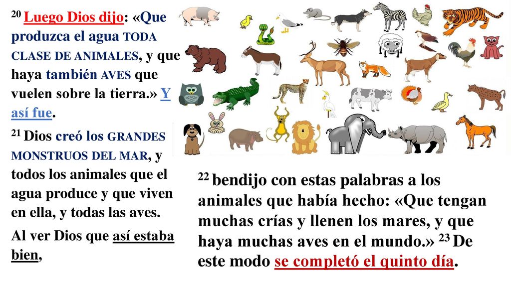 20 Luego Dios dijo: «Que produzca el agua toda clase de animales, y que haya también aves que vuelen sobre la tierra.» Y así fue.