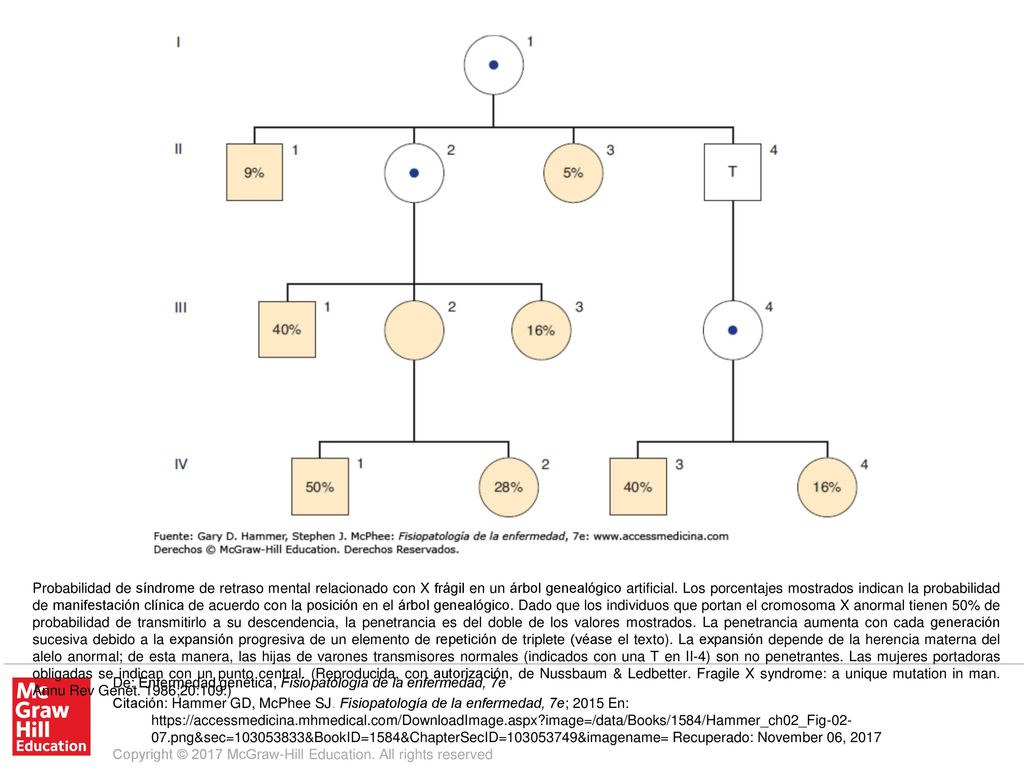 Probabilidad de síndrome de retraso mental relacionado con X frágil en un árbol genealógico artificial. Los porcentajes mostrados indican la probabilidad de manifestación clínica de acuerdo con la posición en el árbol genealógico. Dado que los individuos que portan el cromosoma X anormal tienen 50% de probabilidad de transmitirlo a su descendencia, la penetrancia es del doble de los valores mostrados. La penetrancia aumenta con cada generación sucesiva debido a la expansión progresiva de un elemento de repetición de triplete (véase el texto). La expansión depende de la herencia materna del alelo anormal; de esta manera, las hijas de varones transmisores normales (indicados con una T en II-4) son no penetrantes. Las mujeres portadoras obligadas se indican con un punto central. (Reproducida, con autorización, de Nussbaum & Ledbetter. Fragile X syndrome: a unique mutation in man. Annu Rev Genet. 1986;20:109.)