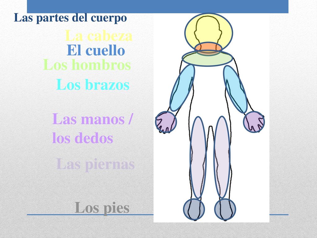 La cabeza El cuello Los hombros Los brazos Las manos / los dedos