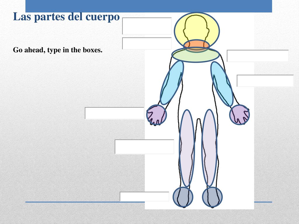 Las partes del cuerpo Go ahead, type in the boxes.