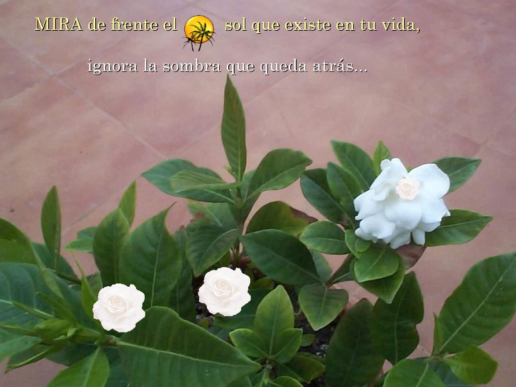 MIRA de frente el sol que existe en tu vida,