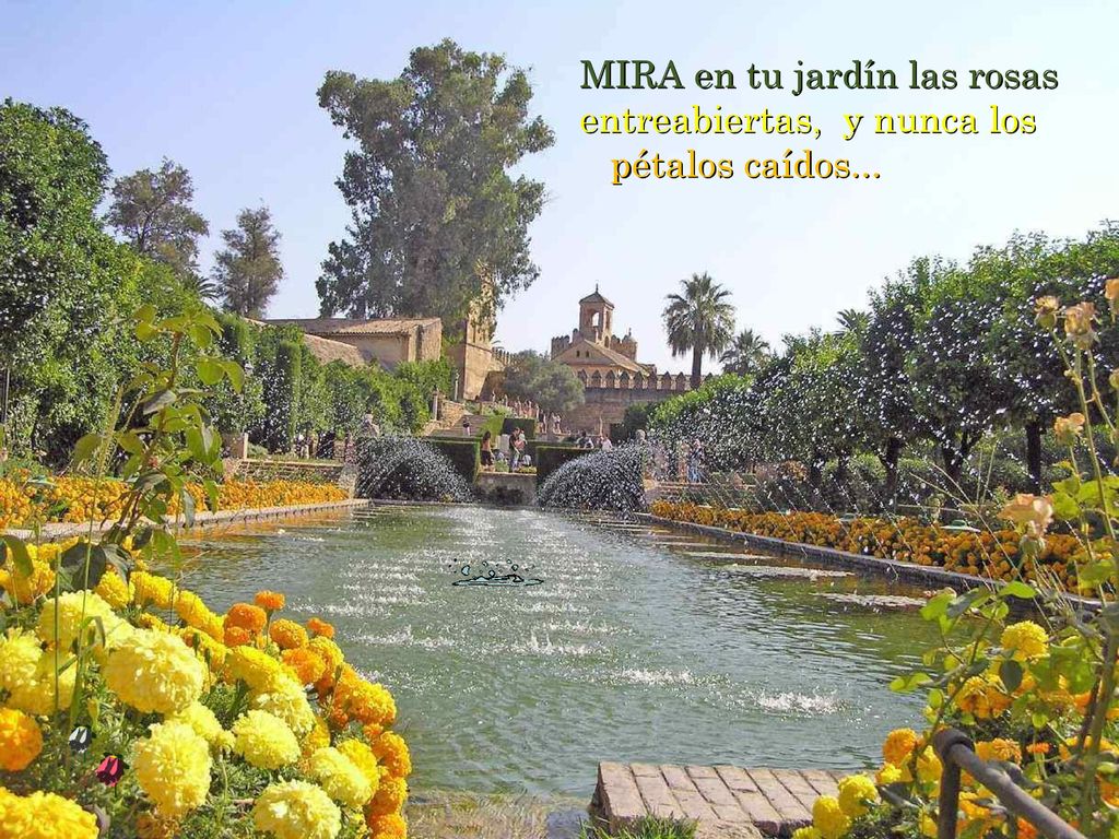 MIRA en tu jardín las rosas entreabiertas, y nunca los