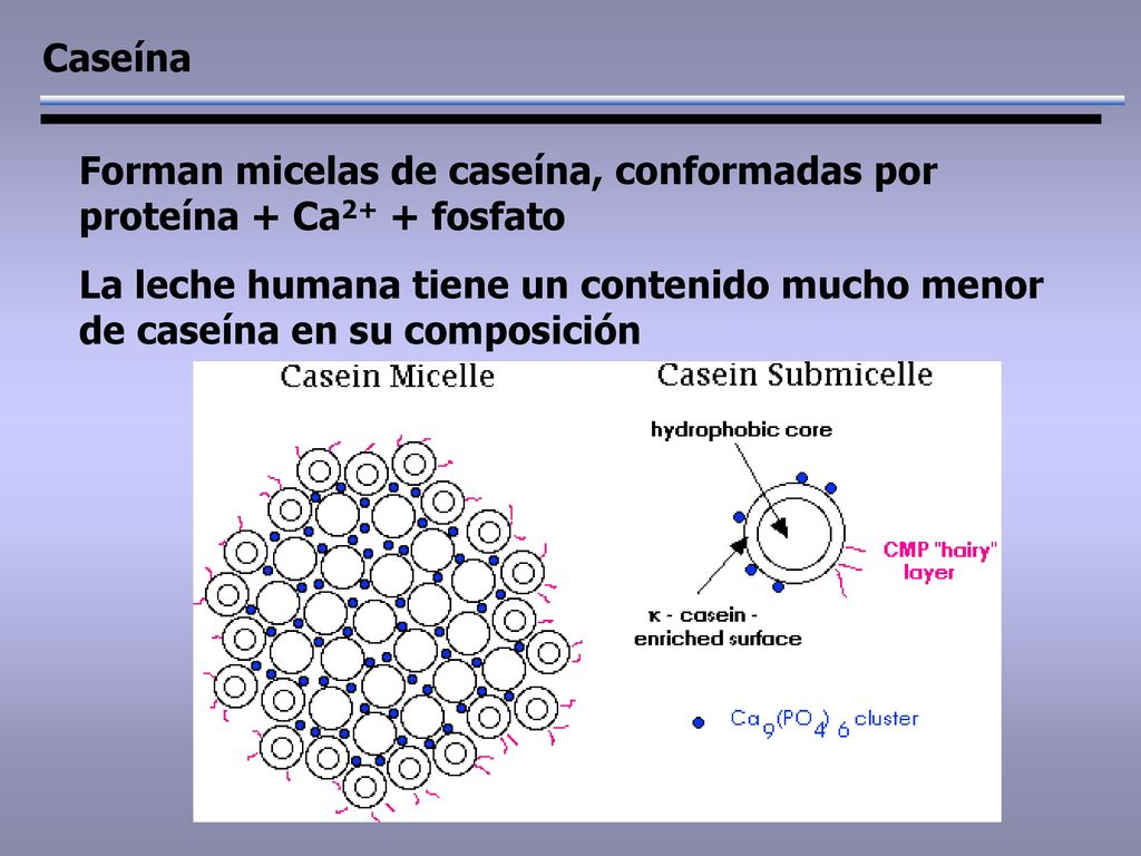 Caseína Forman micelas de caseína, conformadas por proteína + Ca2+ + fosfato.