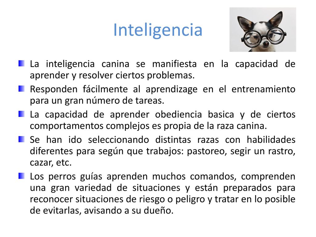 Inteligencia La inteligencia canina se manifiesta en la capacidad de aprender y resolver ciertos problemas.