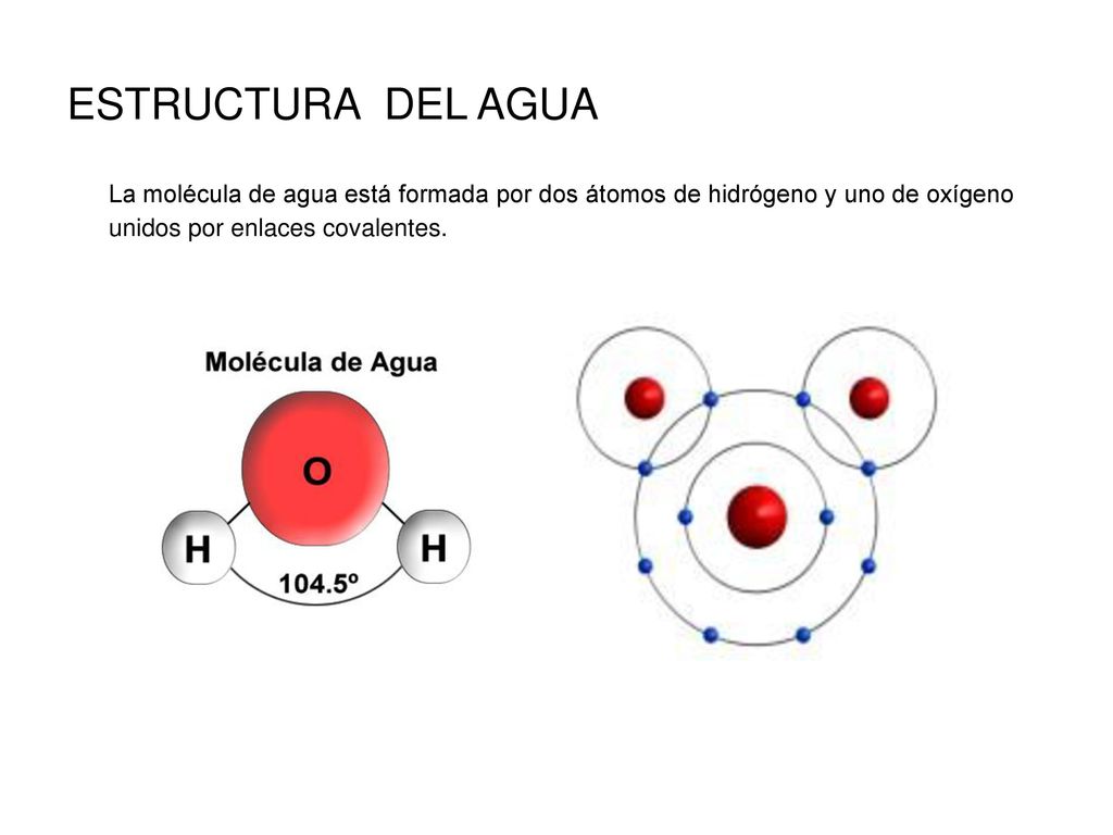 ESTRUCTURA DEL AGUA La molécula de agua está formada por dos átomos de hidrógeno y uno de oxígeno unidos por enlaces covalentes.