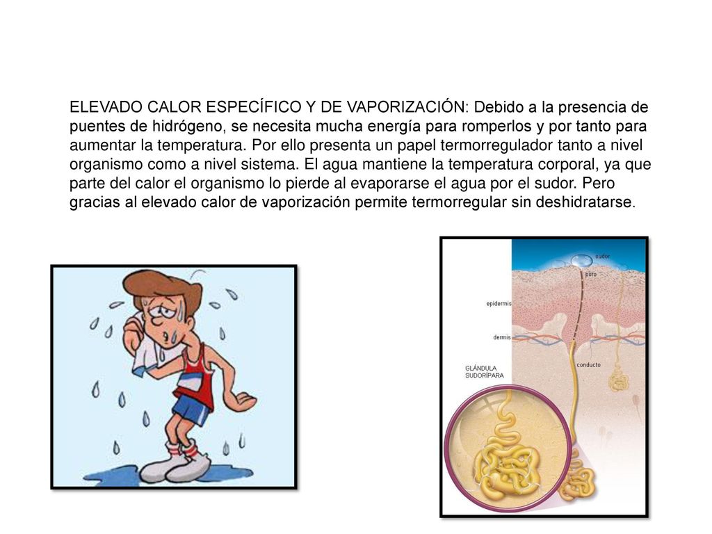 ELEVADO CALOR ESPECÍFICO Y DE VAPORIZACIÓN: Debido a la presencia de puentes de hidrógeno, se necesita mucha energía para romperlos y por tanto para aumentar la temperatura.
