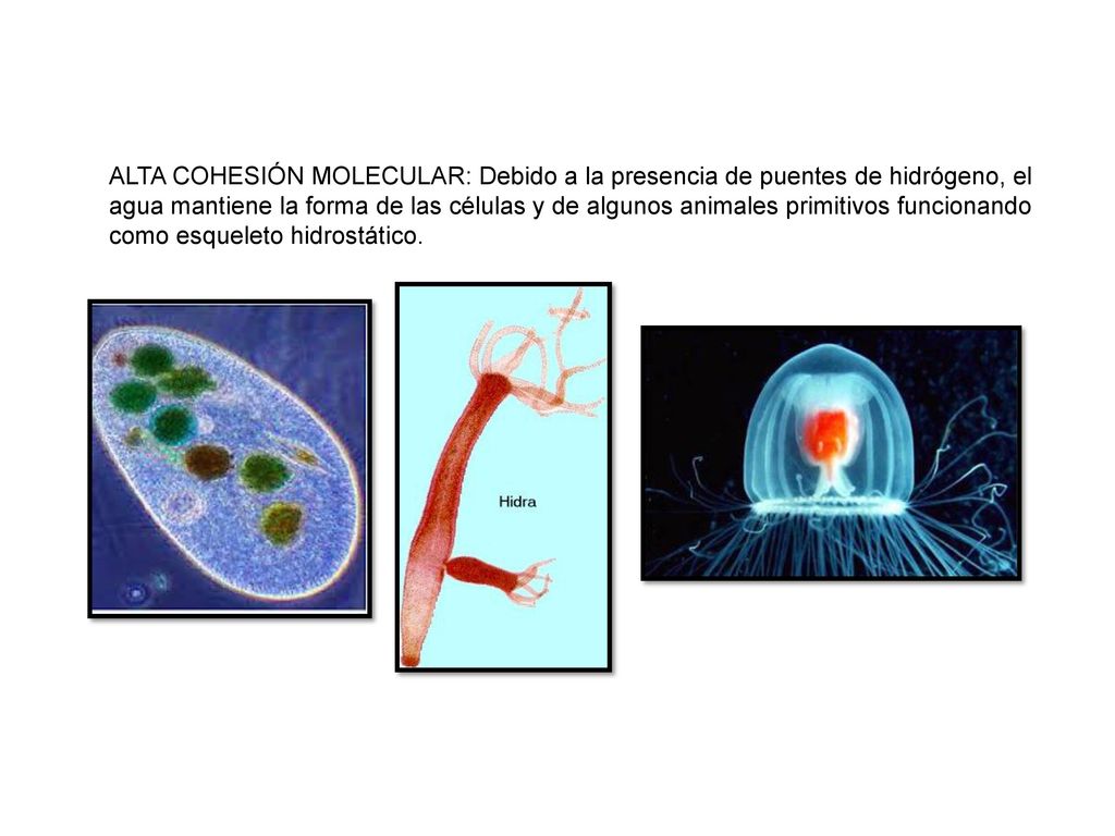 ALTA COHESIÓN MOLECULAR: Debido a la presencia de puentes de hidrógeno, el agua mantiene la forma de las células y de algunos animales primitivos funcionando como esqueleto hidrostático.