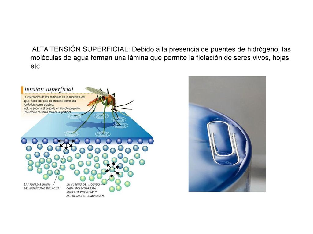 ALTA TENSIÓN SUPERFICIAL: Debido a la presencia de puentes de hidrógeno, las moléculas de agua forman una lámina que permite la flotación de seres vivos, hojas etc