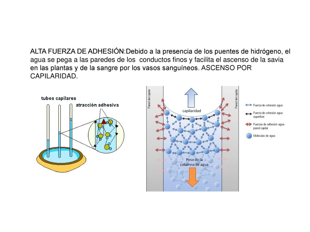 ALTA FUERZA DE ADHESIÓN:Debido a la presencia de los puentes de hidrógeno, el agua se pega a las paredes de los conductos finos y facilita el ascenso de la savia en las plantas y de la sangre por los vasos sanguíneos.