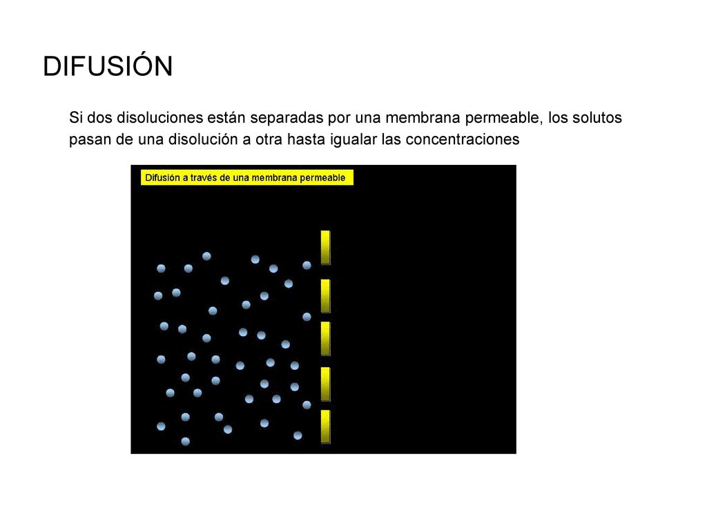 DIFUSIÓN Si dos disoluciones están separadas por una membrana permeable, los solutos pasan de una disolución a otra hasta igualar las concentraciones.