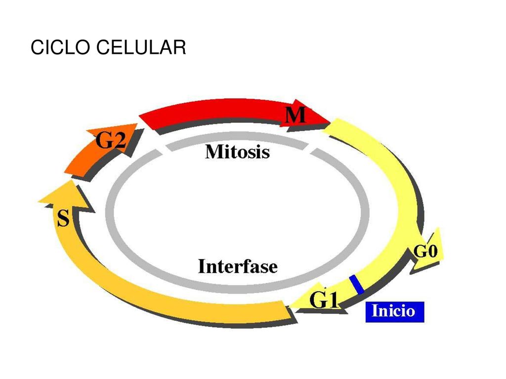 CICLO CELULAR