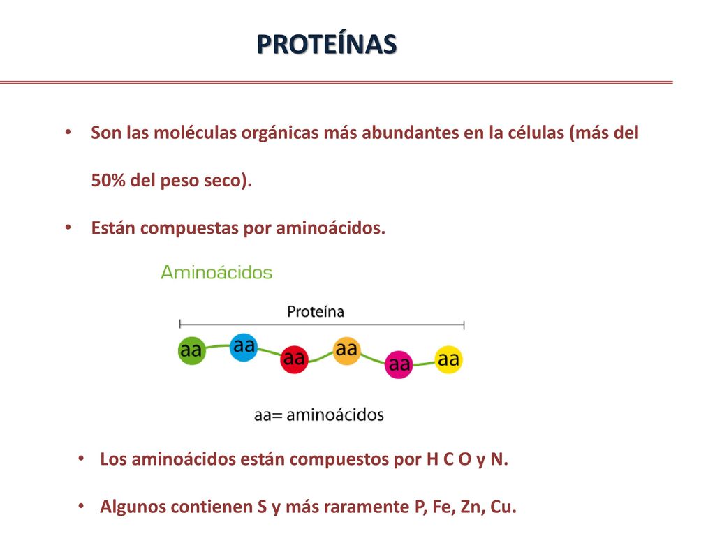 PROTEÍNAS Son las moléculas orgánicas más abundantes en la células (más del 50% del peso seco). Están compuestas por aminoácidos.