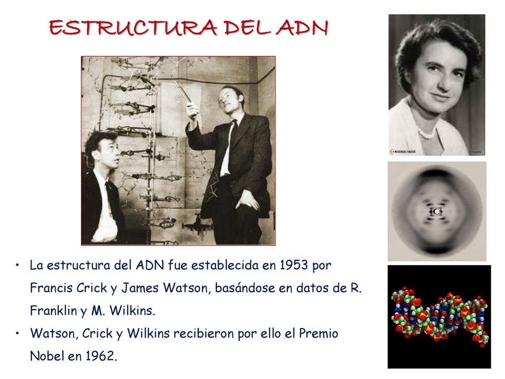ESTRUCTURA DEL ADN La estructura del ADN fue establecida en 1953 por Francis Crick y James Watson, basándose en datos de R. Franklin y M. Wilkins.