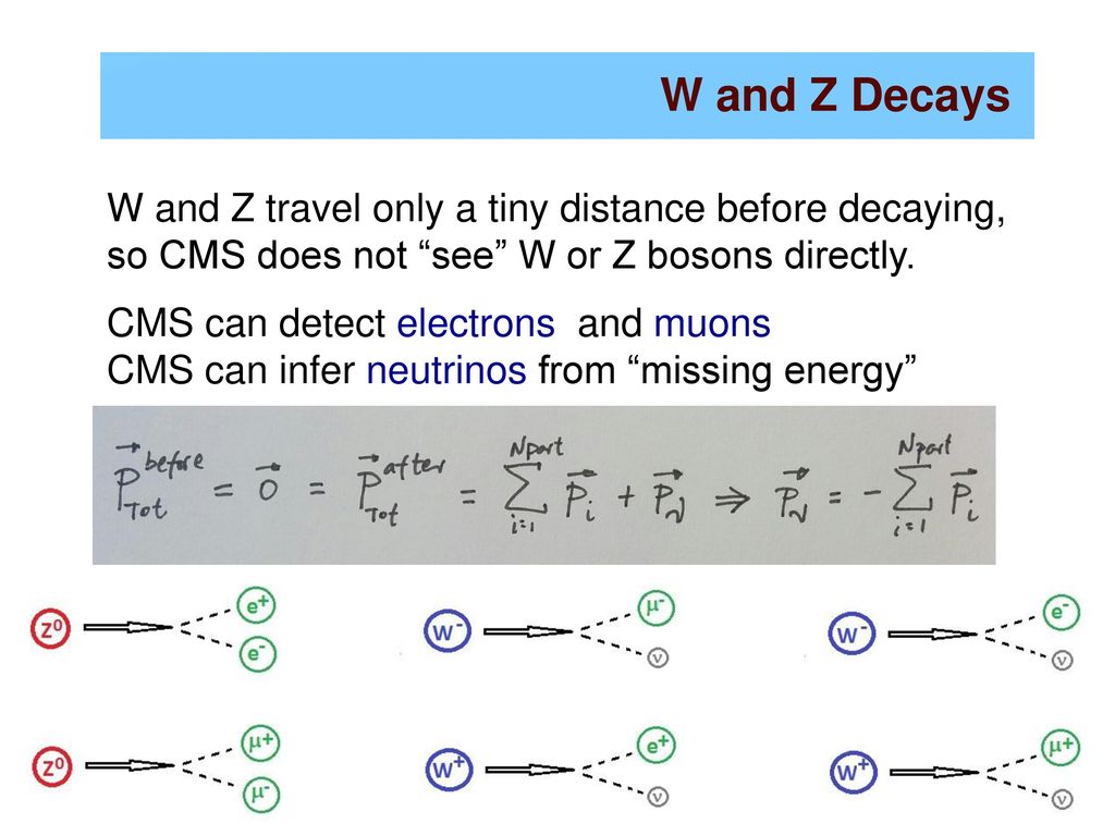 W and Z Decays W and Z travel only a tiny distance before decaying, so CMS does not see W or Z bosons directly.