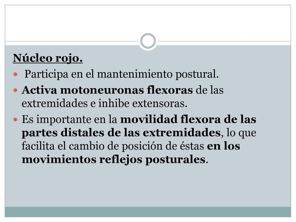 Núcleo rojo. Participa en el mantenimiento postural. Activa motoneuronas flexoras de las extremidades e inhibe extensoras.