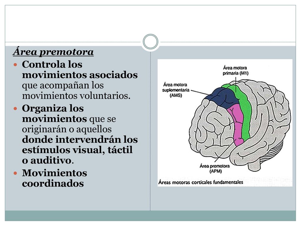 Área premotora Controla los movimientos asociados que acompañan los movimientos voluntarios.